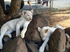 Sleepy lion cubs 