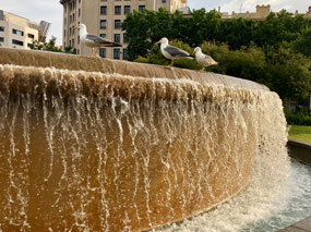 Massive gulls