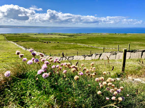 Lovely Irish fields along the cliff walk