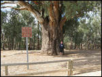 The 500 yars old gumtree at Orrorro