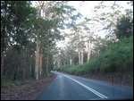 Big forests as we drive through Pemberton