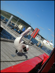 Percy The Pelican Emu Point, Albany