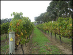 Vines at Vasse Fellix