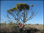 The rare and elusive Nullarbor Tree