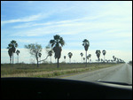 Palm trees about an hour outside SPI.