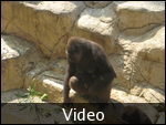 Video of Martha with her baby.