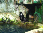 A sea lion.