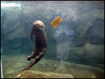 Amazon river otter playing with his toy.