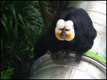 Saki monkey just before he jumped at me.