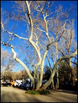 White Sycamore trees