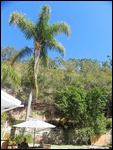 looking up to kings park from the pool area 