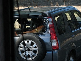 Every man and his dog was on the road
