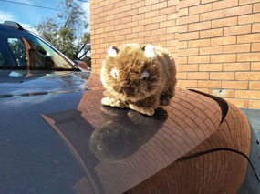 Grumbli get a bit of sun