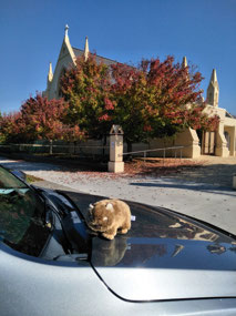 St Marys Cathedral