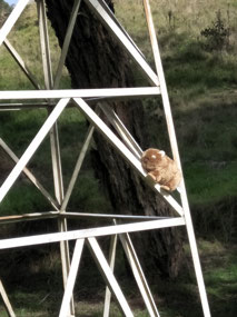 Grumbli climbing the rig