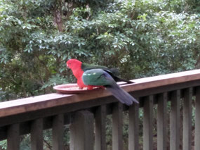 parrot 1