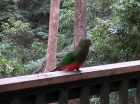 parrot 2