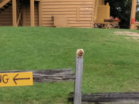 Grumbli landed on a post
