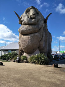 Big Merino in Goulbourn