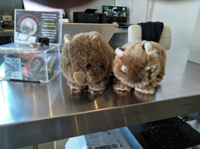 Grumbli with little wombat