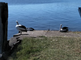 Pelican in Tea Gardens