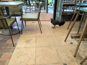 Brush Turkey in Treehouse bar