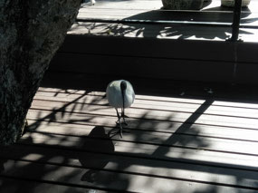 White Ibis (Bin Chicken)