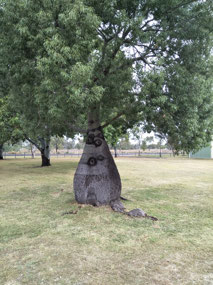 Baobab tree in Millerman