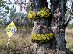 The Bikini Tree
