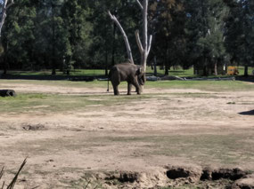 Asian elephant