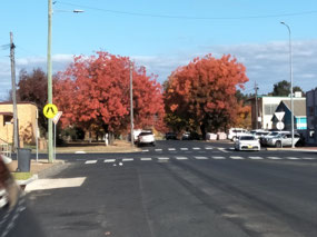 Autumn colours in Coonabarabran
