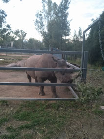 Black Rhino