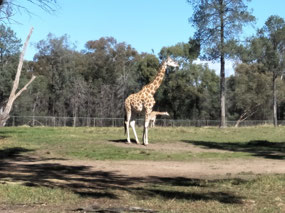 Giraffe