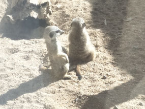 Meerkat