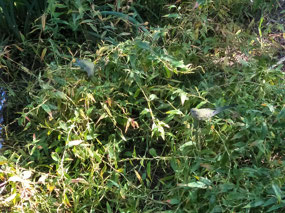 there are Green Parrots