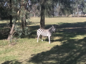 Zebra