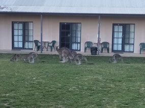 on lawn outside of our room at Hill End Lodge