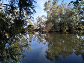 Wollundry Lagoon in Wagga