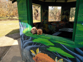 Enchanted Hut in Howlong with wily wombats