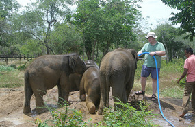 Baby Elephants & Me