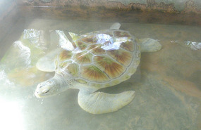 Rescued Albino Turtle