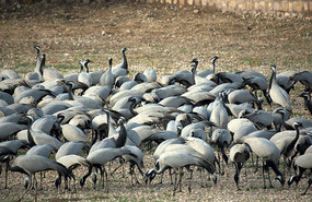 Demoiselle Cranes in Khichan