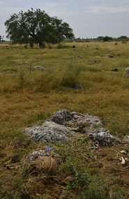 Plastic piles all that is left of the dead cows.