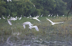 Egrets
