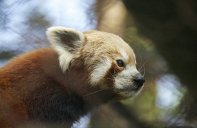 Red Panda