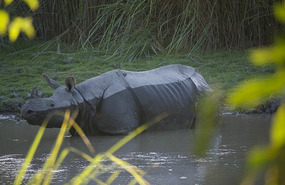 Rhino