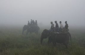 Elephant Rides