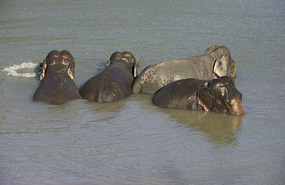 Elephants in the River