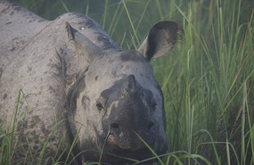 Rhino
