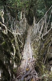 A Living Bridge